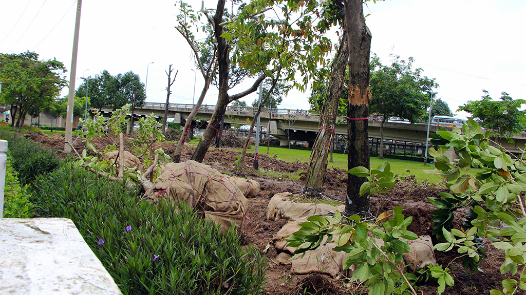 Cây xanh tại công viên Tầm Vu (Q.Bình Thạnh, TP.HCM) đã được đào gốc, tỉa cành để chuyển về Thảo cầm viên - Ảnh: THU TRANG